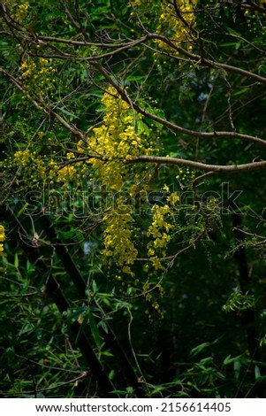 Golden shower (Sonalu) flowers in the forest with natural view backgrounds, natural beauty in Bangladesh.