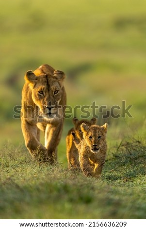 Portraits of Lions in Masai Mara,  Africa Royalty-Free Stock Photo #2156636209