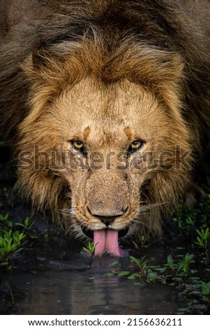 Portraits of Lions in Masai Mara,  Africa Royalty-Free Stock Photo #2156636211