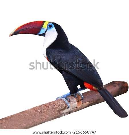 The White-throated toucan (Ramphastos tucanus) perching on a branch isolated on white background.