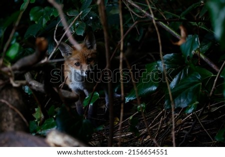 Urban fox cubs exploring the garden near their den