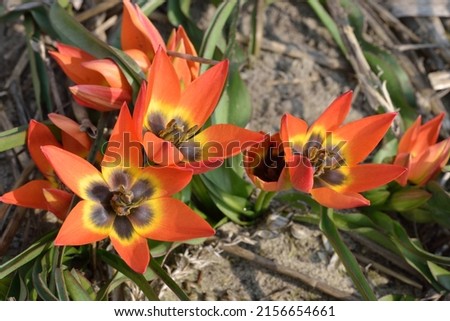 Tulipa humilis 'Little Princess' is a tulip species with orange flowers and black eye Royalty-Free Stock Photo #2156654661