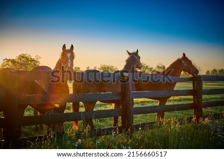 Group of horses standing along wooden fence with sun flare. Royalty-Free Stock Photo #2156660517