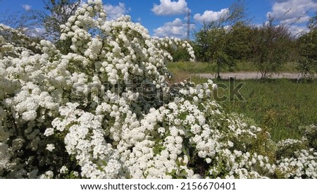 Van Houttes spiraea - Latin name - Spiraea x vanhouttei. Spring blooming shrub with many white flowers - Spirea (Spiraea cantoniensis). Also known as Reeve's spiraea, Bridalwreath spirea, Meadowsweet, Royalty-Free Stock Photo #2156670401