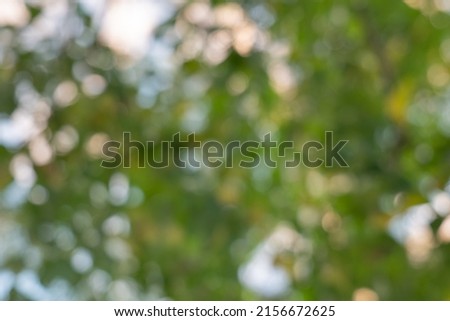 Abstract green nature bokeh background. Soft background blur of 