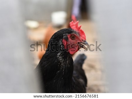 Black chicken looking in the camera
