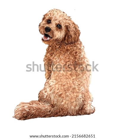 Cockapoo paint. Watercolor hand drawn illustration. Goldendoodle watercolor turn around. Watercolor Poodle dog sitting layer path, clipping path isolated on white background.
