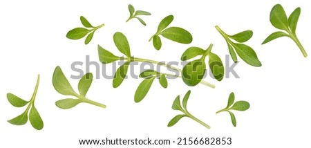 Microgreen leaves, young cress sprouts isolated on white background Royalty-Free Stock Photo #2156682853