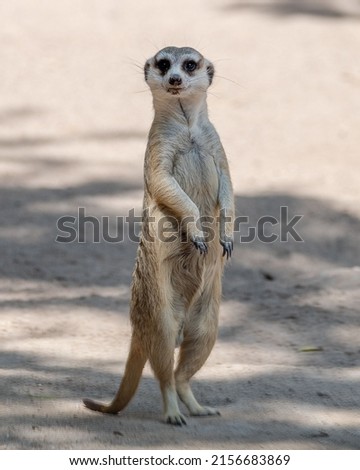 A vertical shot of a meerkat