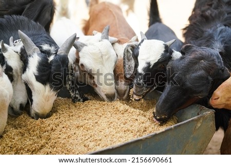 feeding time for rescued goats Royalty-Free Stock Photo #2156690661