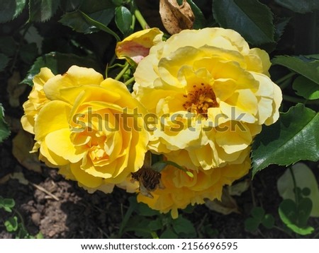 'Sunny Sky Rose', fresh golden yellow blossoms, close up. Rosa is woody, perennial and flowering plant of the family Rosaceae. Royalty-Free Stock Photo #2156696595