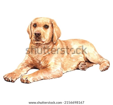 Labrador retriever. Labrador paint. Watercolor hand drawn illustration. Watercolor Labrador sleep on floor layer path, clipping path isolated on white background.