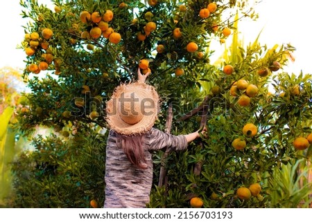 Woman wearing hat and picking tangerine from tree.  Working on the fruit harvest Royalty-Free Stock Photo #2156703193