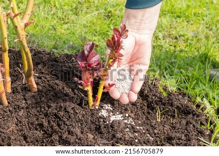 A woman's hand sprinkles mineral fertilizer under a young spring shoot of a garden rose. Royalty-Free Stock Photo #2156705879