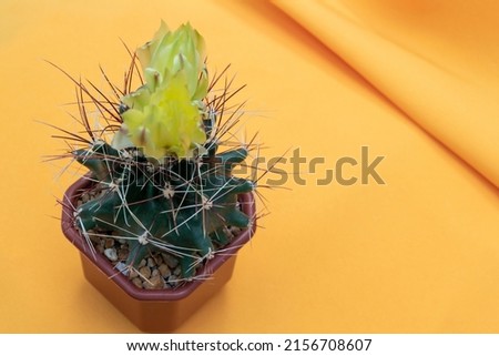 Cactus hamatocactus setispinus on yellow background. Close-up. Selective focus. Picture for articles about hobbies, plants.