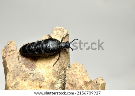 Meloe proscarabaeus in the picture is a beetle that crawled up a tree, top view.