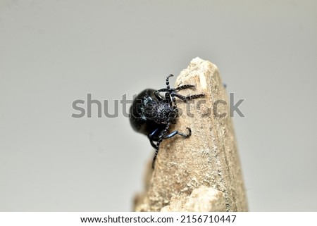 Meloe proscarabaeus in the picture is a beetle that clings to a tree with its paws.