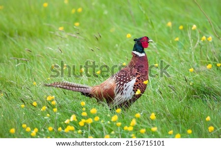 Male pheasant in a field, common pheasant game bird on farmland, UK Royalty-Free Stock Photo #2156715101