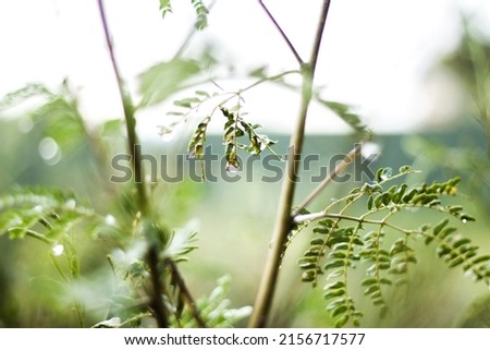 The selective focus shot of  Fern branches or Polypodiopsida - a member of a group of vascular plants that without plants and flowers Royalty-Free Stock Photo #2156717577