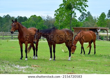 Three brown horses grazing on a farm rural Florida.