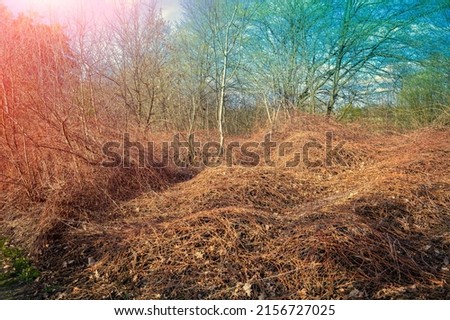 Forest in early spring on a sunny day
