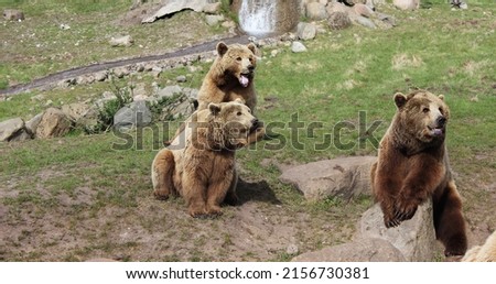 Brown bears in a natural reserve in Denmark