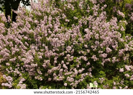 Syringa laciniata, the cut-leaf lilac or cutleaf lilac, a hybrid lilac of unknown, though old origin. It is thought to be a hybrid between Syringa vulgaris and Syringa protolaciniata from China.