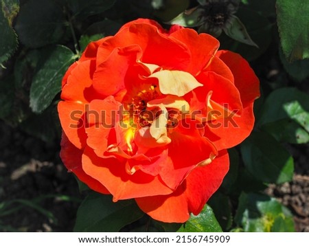 Garden Rosa Orange Meilove, double, orange color flower, close up. Rose is woody, perennial and flowering plant of the family Rosaceae. Royalty-Free Stock Photo #2156745909