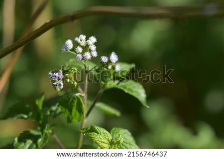 close up picture of goat weed flower