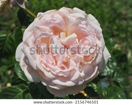 'Souvenir of Malmaison' Rose, white with face powder-pink shadings flower, close up. Rosa is a woody, perennial and flowering plant of the Rosaceae family. Royalty-Free Stock Photo #2156746501