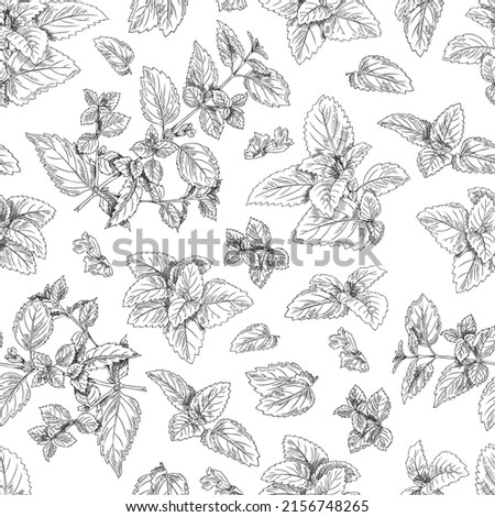 Melissa leaves and branches hand drawn seamless pattern, sketch vector illustration on white background. Peppermint or lemon balm herbs. Outline plants. Herbal tea and alternative medicine concepts. Royalty-Free Stock Photo #2156748265