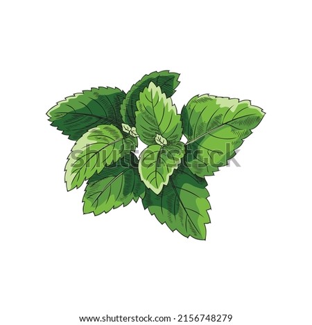 Bunch of melissa leaves, hand drawn sketch vector illustration isolated on white background. Lemon balm herb with engraving. Alternative medicine and herbology concepts. Peppermint fresh tea. Royalty-Free Stock Photo #2156748279
