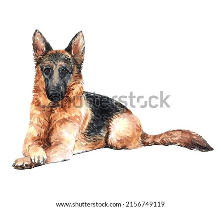 Watercolor German shepherd of a dog drawing. German shepherd kneeling on the ground layer path, clipping path POD, German shepherd clipping path isolated on white background.