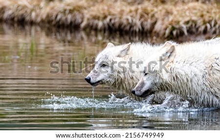 Two white Arctic wolves drinking water from a river in their natural habitat