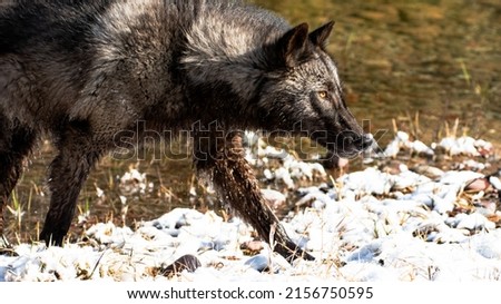 An Interior Alaskan wolf in the forest during winter on a blurry background