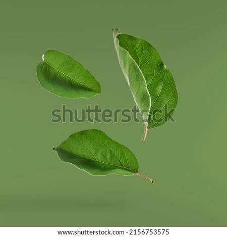 Fresh quince leaves falling in the air isolated on green background. Zero gravity or levitation, spring flowers conception, high resolution image