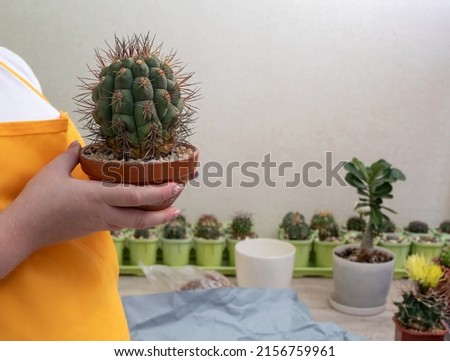 Female hands hold pot with Gymnocalycium saglionis cactus. There are lot of plants in the blurred background. Selective focus. Picture for articles about hobbies, plants, cacti, succulents.