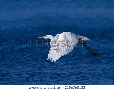 Great Egret in flight over pond with blue water in spring