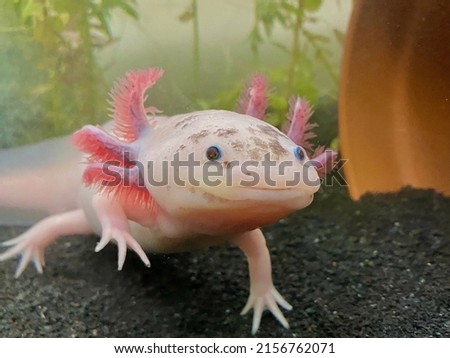 Half-body medium shot of a Speckled Leucistic Axolotl approaching the camera with one foot raised and tail partially visible