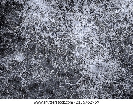 Mycelium fungus, Fusarium euwallaceae. Macro. Background. Texture Royalty-Free Stock Photo #2156762969
