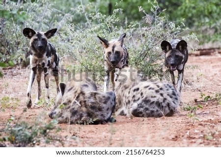 A closeup shot of spotted hyena and African wild dogs