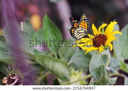 Butterfly Flower image. A natural preview of a beautiful butterfly sitting over the sunflower.