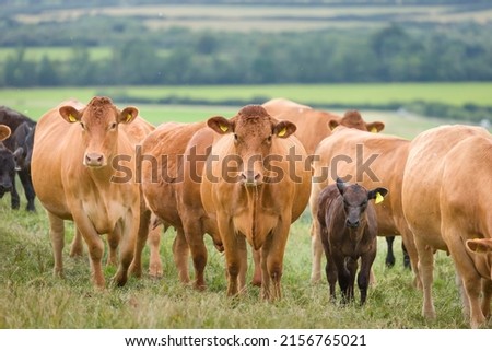 Herd of Hereford beef cattle with calves. Livestock in a field on a farm. Aylesbury Vale, Buckinghamshire, UK Royalty-Free Stock Photo #2156765021