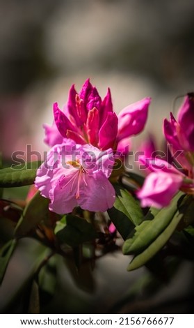 Beautifully colored Rhododendron in Botanical garden in Prague, Czech Republic, Europe. Spring vibes are finally here and nature is full of beautiful flowers, colors and scents.