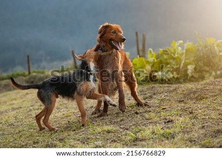 two young dogs playing in the garden at home. a bodeguero and a basque shepherd, sheep dog, with a smile on his face showing happiness. Horizontal picture with copy space