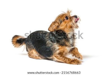 Shaggy mixed breed dog licking lips and looking up, isolated on white