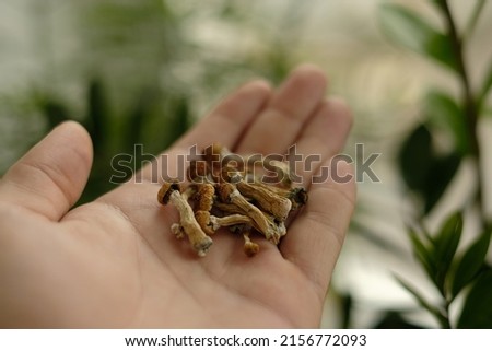 Psilocybin mushrooms in man's hand, macro view. Psychedelic magic trip. Dry edible mushrooms Golden Teacher. Medical usage. Micro dosing concept. Royalty-Free Stock Photo #2156772093