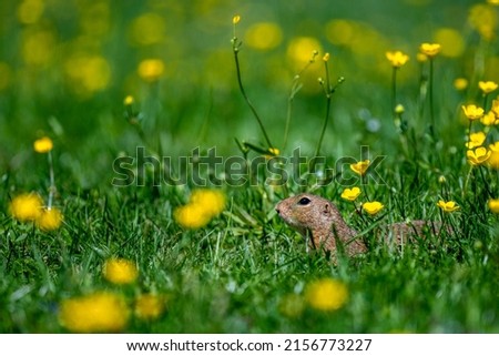 European ground squirrel, European souslik, Spermophilus citellus. The Muran Plateau National Park, Slovakia.