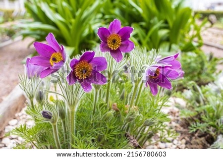 Pulsatilla patens is a species of flowering plant in the family Ranunculaceae, native to Europe, Russia, Mongolia, and China. Common names include Eastern pasqueflower and cutleaf anemone. Royalty-Free Stock Photo #2156780603