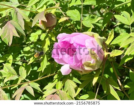 Pink Peony tree flower in the garden. Beautiful peony bud and flying honey bee.